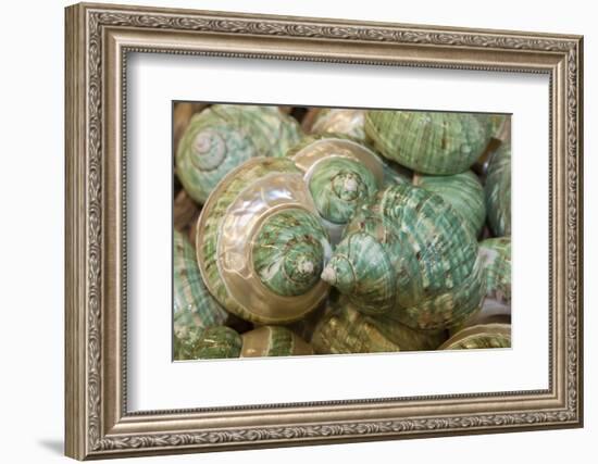 Colorful Shells in a Group, Apalachicola, Florida, USA-Joanne Wells-Framed Photographic Print