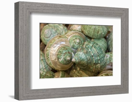 Colorful Shells in a Group, Apalachicola, Florida, USA-Joanne Wells-Framed Photographic Print