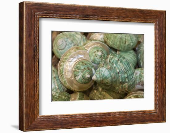 Colorful Shells in a Group, Apalachicola, Florida, USA-Joanne Wells-Framed Photographic Print