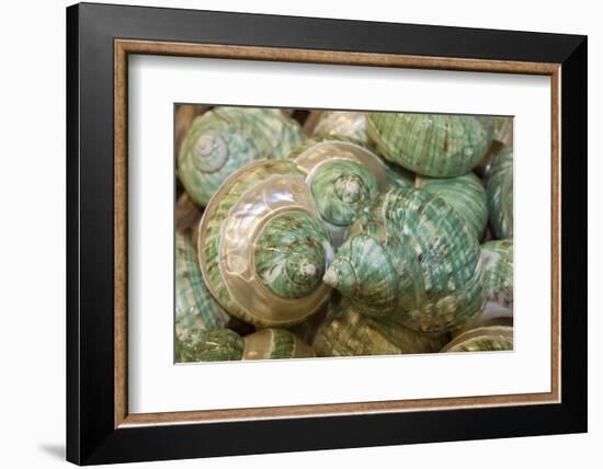 Colorful Shells in a Group, Apalachicola, Florida, USA-Joanne Wells-Framed Photographic Print