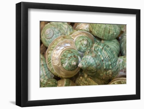 Colorful Shells in a Group, Apalachicola, Florida, USA-Joanne Wells-Framed Photographic Print