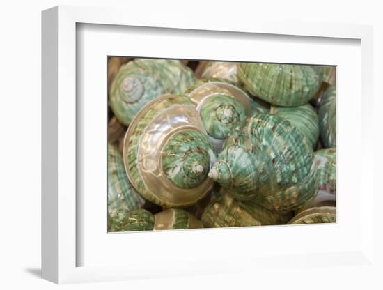 Colorful Shells in a Group, Apalachicola, Florida, USA-Joanne Wells-Framed Photographic Print