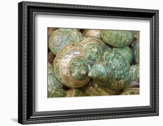 Colorful Shells in a Group, Apalachicola, Florida, USA-Joanne Wells-Framed Photographic Print