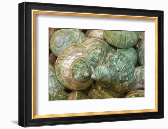 Colorful Shells in a Group, Apalachicola, Florida, USA-Joanne Wells-Framed Photographic Print