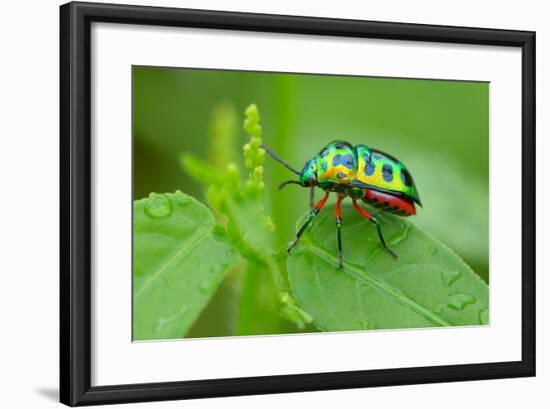 Colorful Shield Bug-YapAhock-Framed Photographic Print