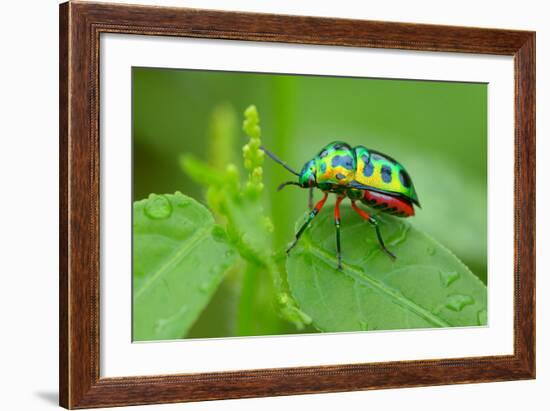 Colorful Shield Bug-YapAhock-Framed Photographic Print