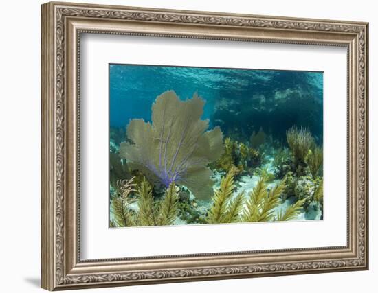 Colorful Soft and Hard Corals Shine , a Coral Reef of Staniel Cay, Bahamas-James White-Framed Photographic Print
