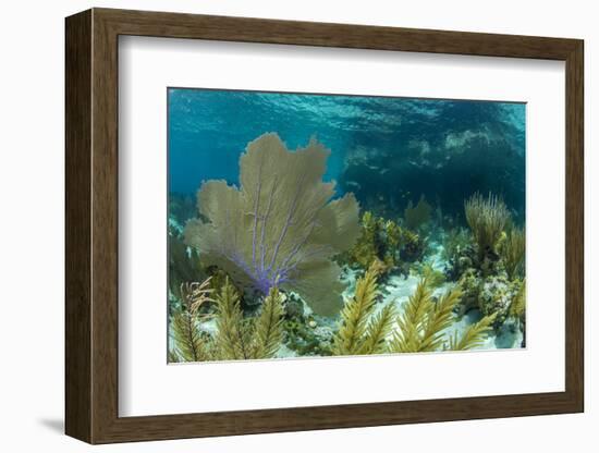 Colorful Soft and Hard Corals Shine , a Coral Reef of Staniel Cay, Bahamas-James White-Framed Photographic Print