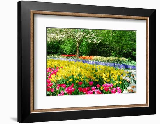 Colorful Springflowers and Blossom in Dutch Spring Garden 'Keukenhof' in Holland-dzain-Framed Premium Photographic Print