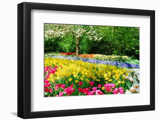 Colorful Springflowers and Blossom in Dutch Spring Garden 'Keukenhof' in Holland-dzain-Framed Premium Photographic Print