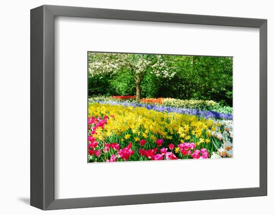 Colorful Springflowers and Blossom in Dutch Spring Garden 'Keukenhof' in Holland-dzain-Framed Premium Photographic Print