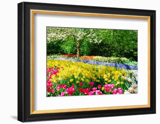 Colorful Springflowers and Blossom in Dutch Spring Garden 'Keukenhof' in Holland-dzain-Framed Premium Photographic Print