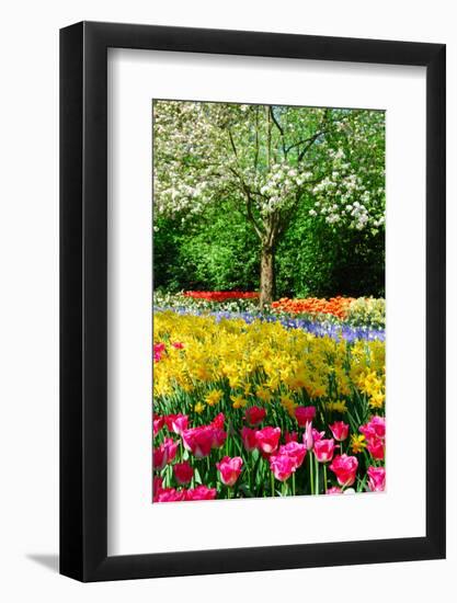 Colorful Springflowers and Blossom in Dutch Spring Garden 'Keukenhof' in Holland-dzain-Framed Photographic Print