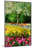 Colorful Springflowers and Blossom in Dutch Spring Garden 'Keukenhof' in Holland-dzain-Mounted Photographic Print