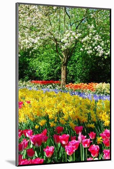 Colorful Springflowers and Blossom in Dutch Spring Garden 'Keukenhof' in Holland-dzain-Mounted Photographic Print