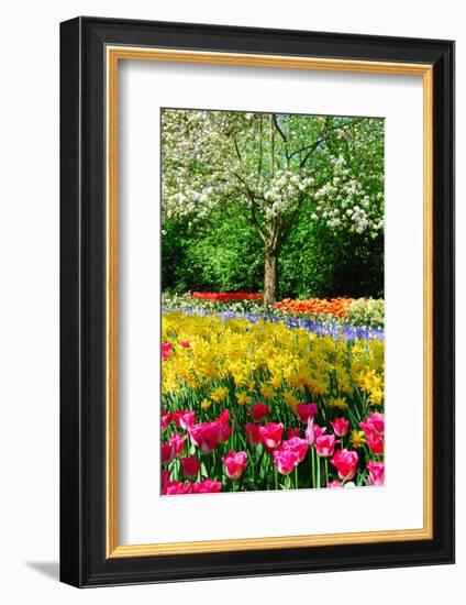 Colorful Springflowers and Blossom in Dutch Spring Garden 'Keukenhof' in Holland-dzain-Framed Photographic Print