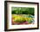 Colorful Springflowers and Blossom in Dutch Spring Garden 'Keukenhof' in Holland-dzain-Framed Photographic Print