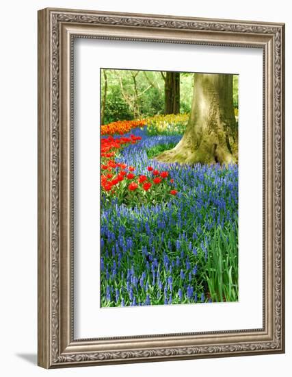 Colorful Springflowers in Dutch Spring Garden 'Keukenhof' in Holland-dzain-Framed Premium Photographic Print