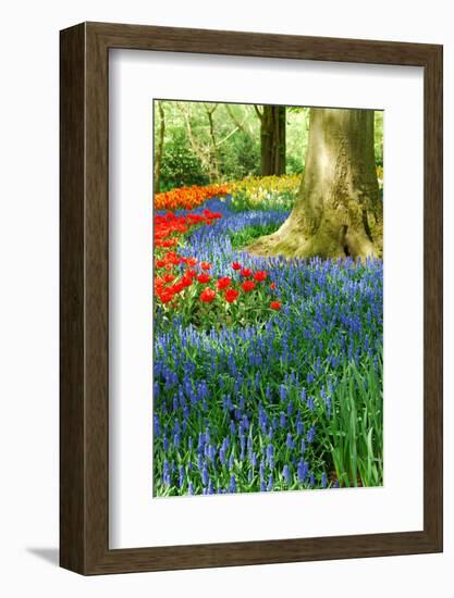 Colorful Springflowers in Dutch Spring Garden 'Keukenhof' in Holland-dzain-Framed Photographic Print