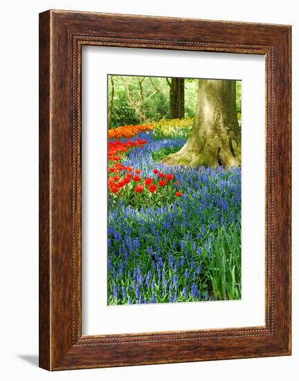 Colorful Springflowers in Dutch Spring Garden 'Keukenhof' in Holland-dzain-Framed Photographic Print