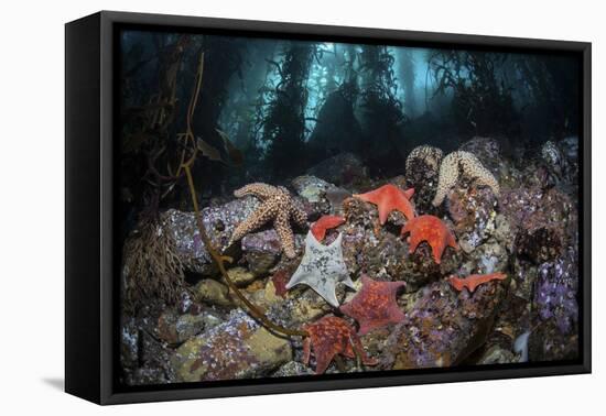 Colorful Starfish Cover the Bottom of a Giant Kelp Forest-Stocktrek Images-Framed Premier Image Canvas