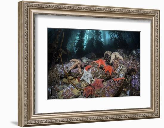 Colorful Starfish Cover the Bottom of a Giant Kelp Forest-Stocktrek Images-Framed Photographic Print