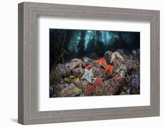 Colorful Starfish Cover the Bottom of a Giant Kelp Forest-Stocktrek Images-Framed Photographic Print