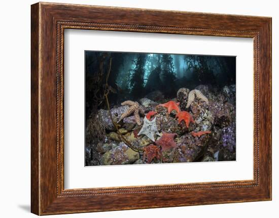 Colorful Starfish Cover the Bottom of a Giant Kelp Forest-Stocktrek Images-Framed Photographic Print
