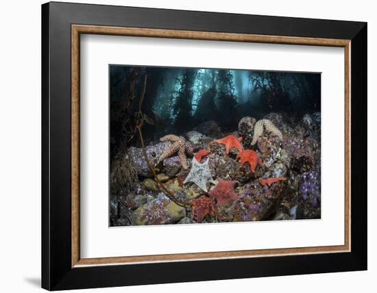 Colorful Starfish Cover the Bottom of a Giant Kelp Forest-Stocktrek Images-Framed Photographic Print