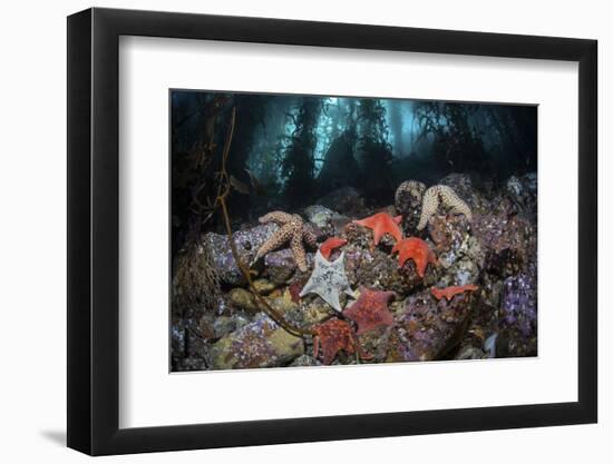 Colorful Starfish Cover the Bottom of a Giant Kelp Forest-Stocktrek Images-Framed Photographic Print