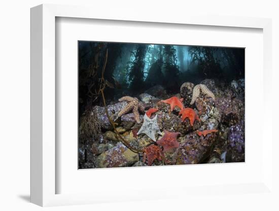 Colorful Starfish Cover the Bottom of a Giant Kelp Forest-Stocktrek Images-Framed Photographic Print