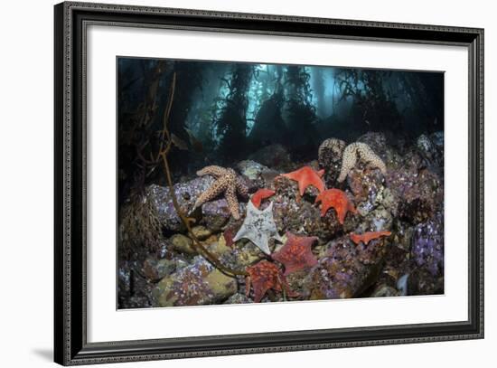 Colorful Starfish Cover the Bottom of a Giant Kelp Forest-Stocktrek Images-Framed Photographic Print