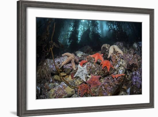 Colorful Starfish Cover the Bottom of a Giant Kelp Forest-Stocktrek Images-Framed Photographic Print