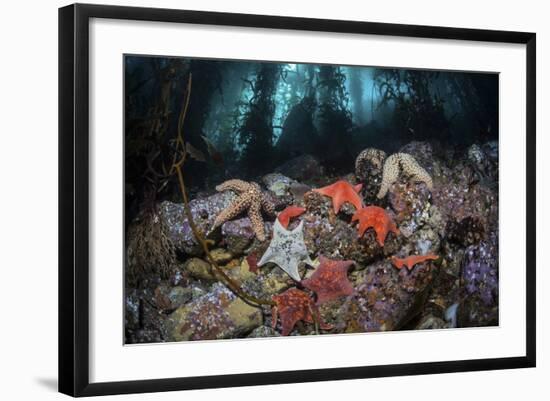 Colorful Starfish Cover the Bottom of a Giant Kelp Forest-Stocktrek Images-Framed Photographic Print