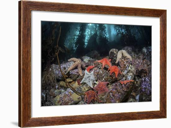 Colorful Starfish Cover the Bottom of a Giant Kelp Forest-Stocktrek Images-Framed Photographic Print