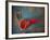 Colorful Still Life, Oaxaca, Mexico-Judith Haden-Framed Photographic Print