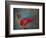 Colorful Still Life, Oaxaca, Mexico-Judith Haden-Framed Photographic Print