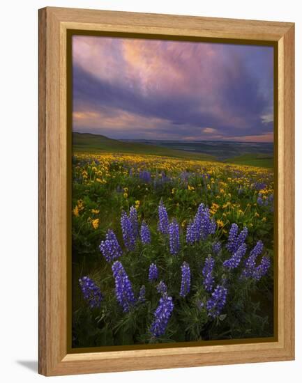 Colorful Sunrise over the Wildflowers of the Columbia River Gorge in Washington-Miles Morgan-Framed Premier Image Canvas