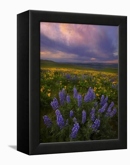 Colorful Sunrise over the Wildflowers of the Columbia River Gorge in Washington-Miles Morgan-Framed Premier Image Canvas