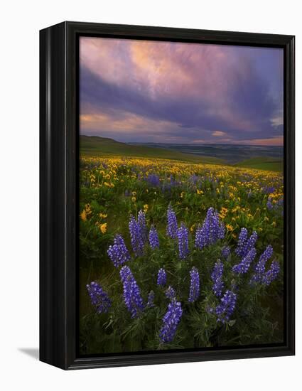 Colorful Sunrise over the Wildflowers of the Columbia River Gorge in Washington-Miles Morgan-Framed Premier Image Canvas
