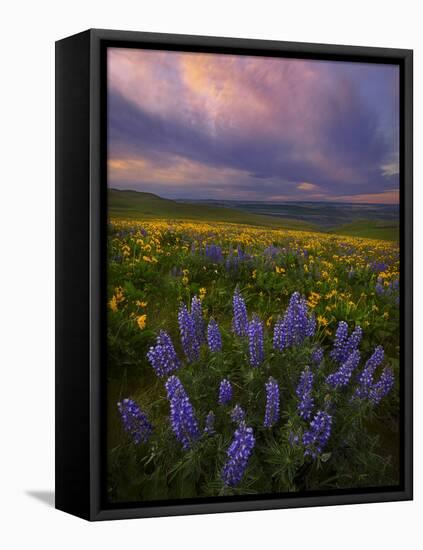 Colorful Sunrise over the Wildflowers of the Columbia River Gorge in Washington-Miles Morgan-Framed Premier Image Canvas