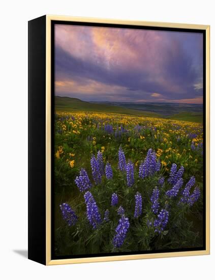 Colorful Sunrise over the Wildflowers of the Columbia River Gorge in Washington-Miles Morgan-Framed Premier Image Canvas