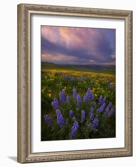 Colorful Sunrise over the Wildflowers of the Columbia River Gorge in Washington-Miles Morgan-Framed Photographic Print