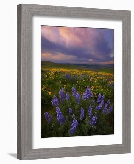 Colorful Sunrise over the Wildflowers of the Columbia River Gorge in Washington-Miles Morgan-Framed Photographic Print