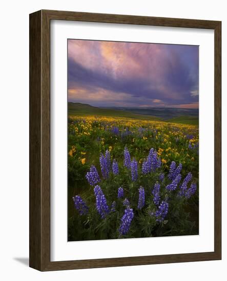 Colorful Sunrise over the Wildflowers of the Columbia River Gorge in Washington-Miles Morgan-Framed Photographic Print