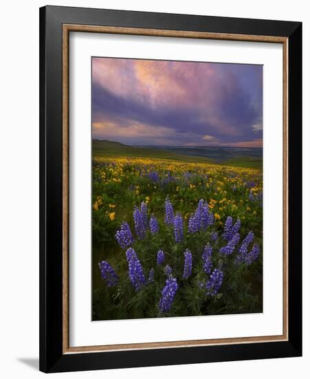 Colorful Sunrise over the Wildflowers of the Columbia River Gorge in Washington-Miles Morgan-Framed Photographic Print