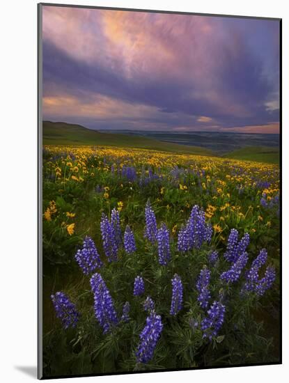 Colorful Sunrise over the Wildflowers of the Columbia River Gorge in Washington-Miles Morgan-Mounted Photographic Print