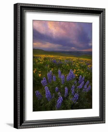 Colorful Sunrise over the Wildflowers of the Columbia River Gorge in Washington-Miles Morgan-Framed Photographic Print