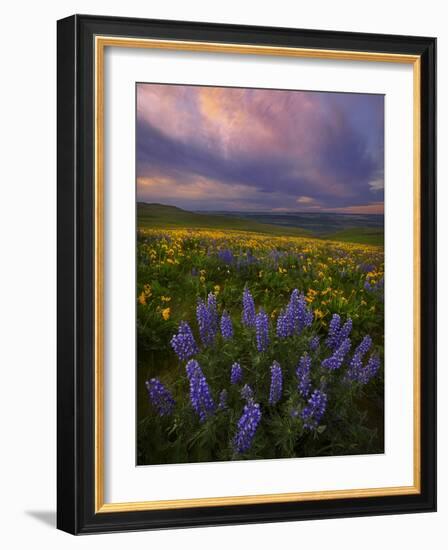 Colorful Sunrise over the Wildflowers of the Columbia River Gorge in Washington-Miles Morgan-Framed Photographic Print