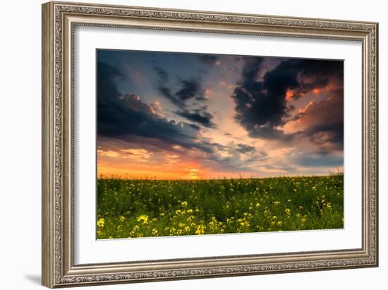 Colorful Sunset in Yellow Rapeseed Field-Oleg Saenco-Framed Photographic Print